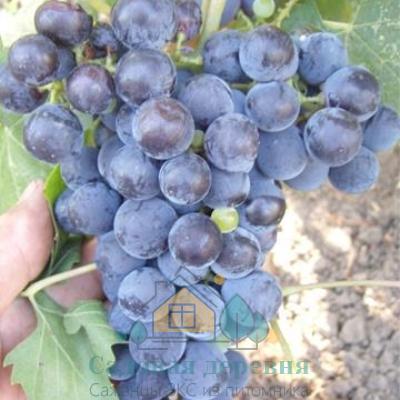 Саженцы винограда Алеатико