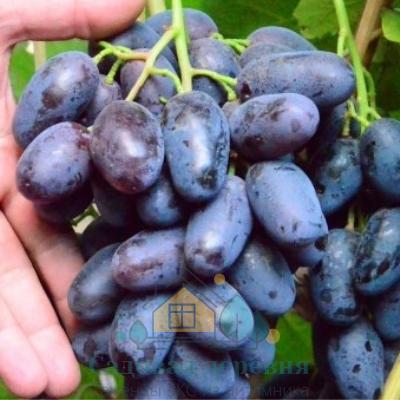 Саженцы винограда Алвика