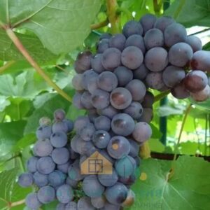 Саженцы винограда Амурский Триумф