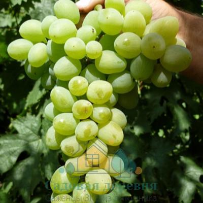 Саженцы винограда Элегант Сверхранний
