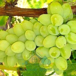 Саженцы винограда Фаворит