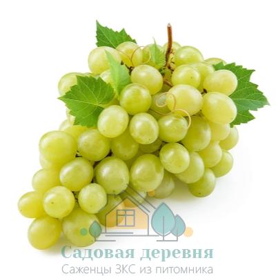 Саженцы винограда Хрустящий