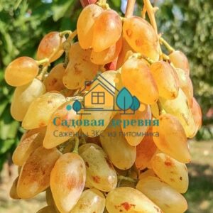 Саженцы винограда Леди Патриция