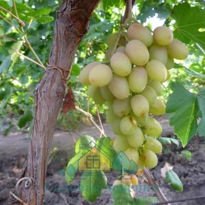 Саженцы винограда Нельсон