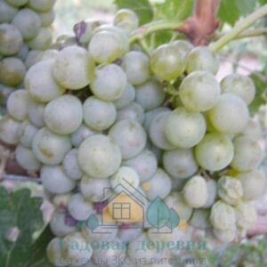 Саженцы винограда Оницканский белый