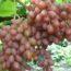 Саженцы винограда Премьер