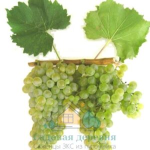 Саженцы винограда Рислинг Магарача