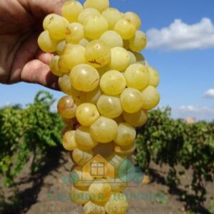 Саженцы винограда Ромулус