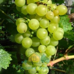 Саженцы винограда Шасла Белая