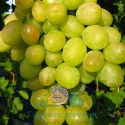 Саженцы винограда Синдикат