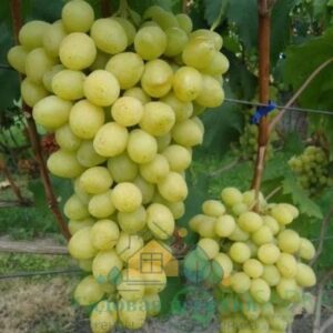 Саженцы винограда Слава