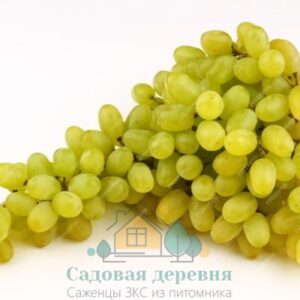 Саженцы винограда Томпсон (Султана)