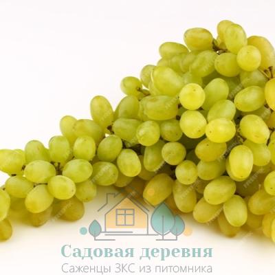 Саженцы винограда Томпсон (Султана)