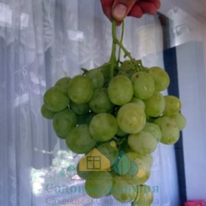 Саженцы винограда Тройка