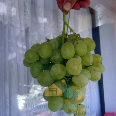 Саженцы винограда Тройка