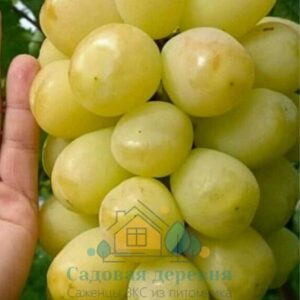 Саженцы винограда Тянь-Шань