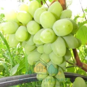 Саженцы винограда Яблочный