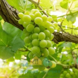 Саженцы винограда Ювендана
