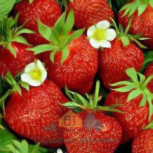 Саженцы клубники Искушение