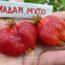 Саженцы клубники Мадам Муто
