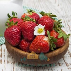 Саженцы клубники Ползуниха