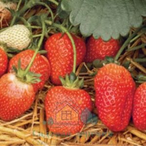 Саженцы клубники Розария