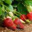 Саженцы клубники Розария
