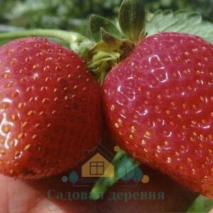 Саженцы клубники Женева
