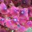 Саженцы гортензии метельчатой Нинбо