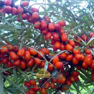 Саженцы облепихи Красноплодная