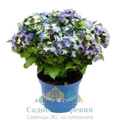 Саженцы гортензии метельчатой Леди Мата Хари Блю