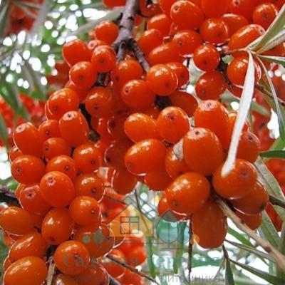 Саженцы облепихи Ломоносовская