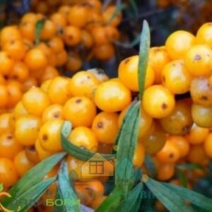 Саженцы облепихи Нивелена