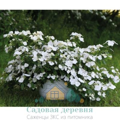 Саженцы гортензии Сбежавшая невеста Белоснежка