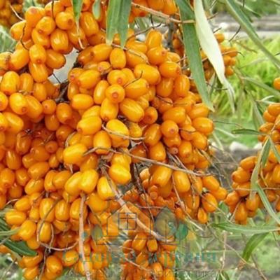 Саженцы облепихи Солнечная