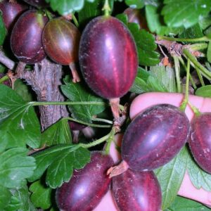 Саженцы крыжовника Черномор на штамбе