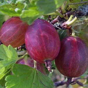 Саженцы крыжовника Салют на штамбе