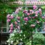 Саженцы розы штамбовой Жасмина